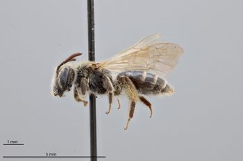 Media type: image;   Entomology 774229 Aspect: habitus lateral view